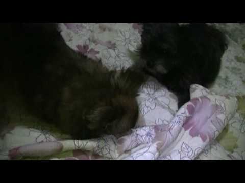 『たぬき＆くろまめ』　お布団で暴れます