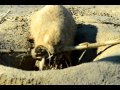 Silly Prairie Dog