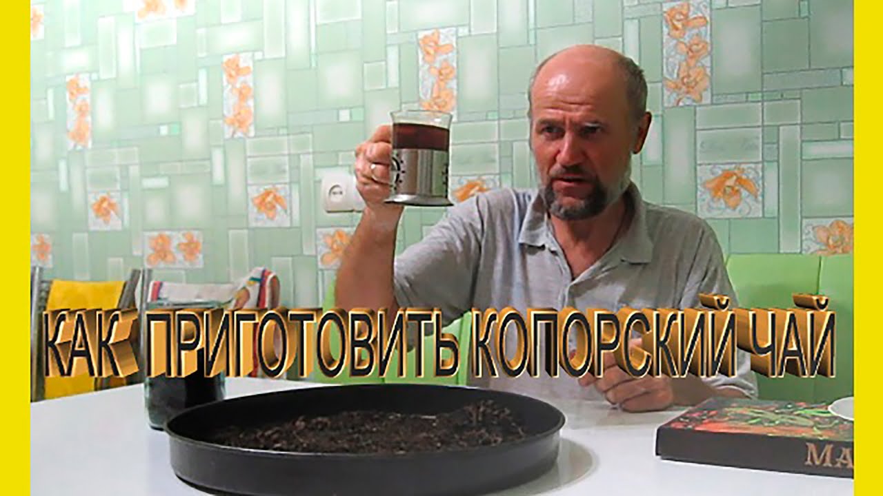 Изготовление чая в домашних условиях Изготовление чая в домашних условиях