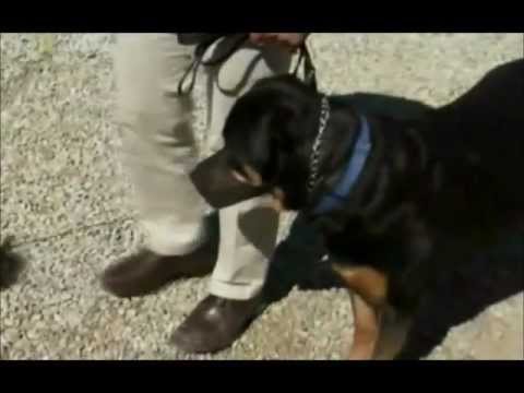 whisperer rottweiler episode the whisperer introducing titan to sid whisperer rottweiler episode the whisperer introducing titan to sid