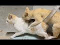 Cat matting love season | cat mating first time | cat mating call | Cat love #cat #love