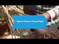 How to Prune a Yucca Plant