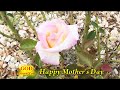 Beautiful roses for my mother - Mother's Day ecards - Events Greeting Cards Beautiful roses for my mother - Mother's Day ecards - Events Greeting Cards