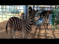 MATING ZEBRA | ZOO #zebra #zoo #animalreproduction