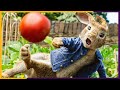 PETER RABBIT - First 10 Minutes From The Movie (2018)