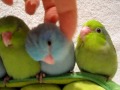 5 peas in a pod - Parrotlets 5 weeks old