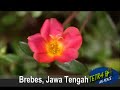 Tetra Band Brebes Jangan Lagi images Tetra Band Brebes Jangan Lagi