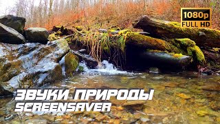 Живая Природа - Ручей | Осень | Звуки Природы | Звуки Ручья | Шум Воды | Релаксация | Заставка Тв