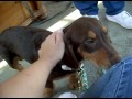 Animalinneed: New Podenco Orito puppy - very gentle