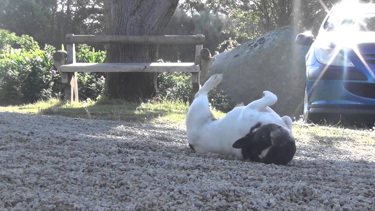 Gribouille, un chien qui se roule tout le temps par terre Gribouille, un chien qui se roule tout le temps par terre