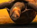 Brahma tortoise part 2