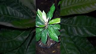 Green Sapote Pouteria Viridis Young Grafted Tree
