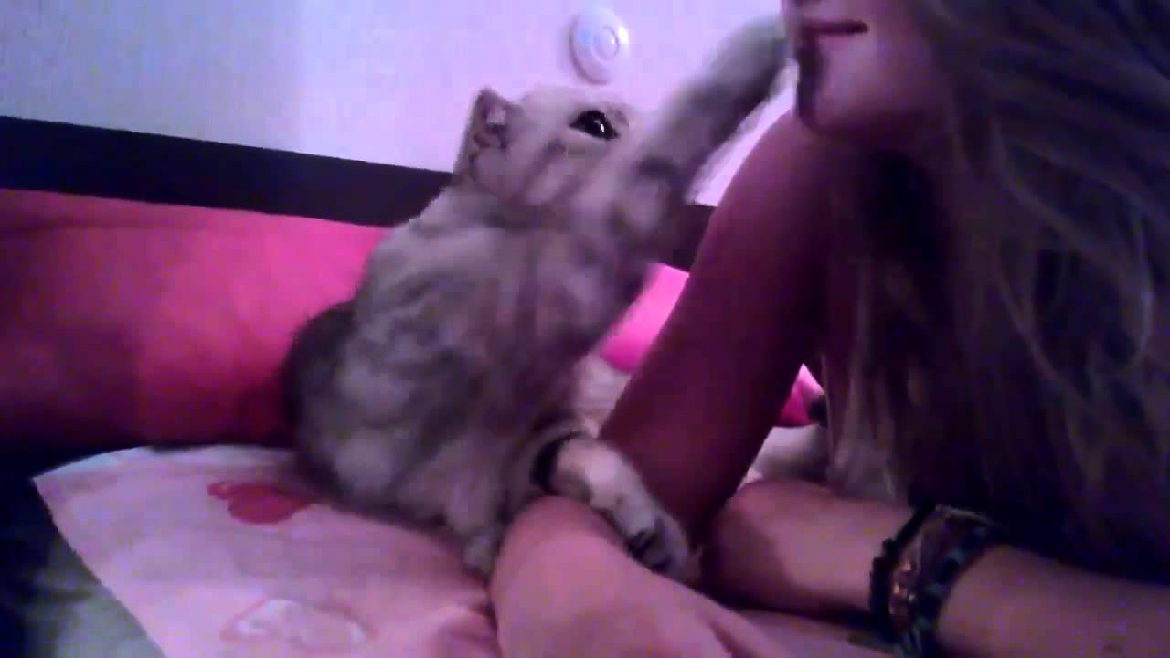 Порно видео с Kitten