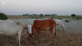 Rural Bliss The Baloch Family And The Den Bhur Fieldsrajanpur Punjab Stan.