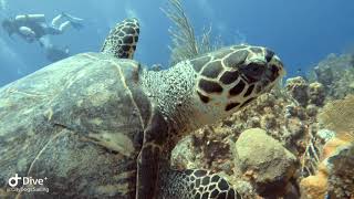 Sailing & SCUBA on Roatan with City Dogs