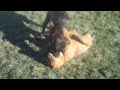 American pit bull terrier vs american staffordshire
