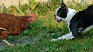 Chicken VS Dog Fight - Funny Dog Fight Videos