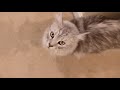 Maine Coon Cat Talking