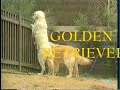 PERRO DE PASTOR ALEMÁN, LABRADOR Y GOLDEN RETRIEVER
