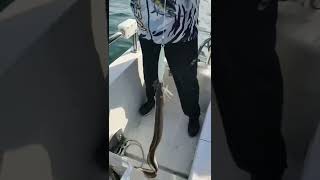 I Was Originally Fishing For Swordfish, But I Didnt Expect To Catch A 4-Pound Eel Scale Fish