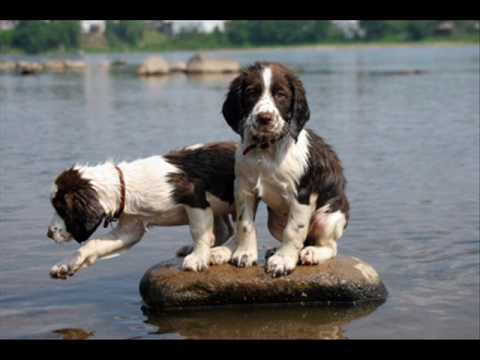 English Springer Spaniels - YouTube