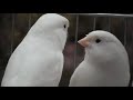 Canarios cantando, campeones de españa en equipos