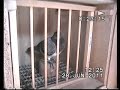 Dave Black English Flying Tipplers P5 - Anth Golden.wmv