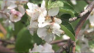 Pollination In New England Apple Orchards