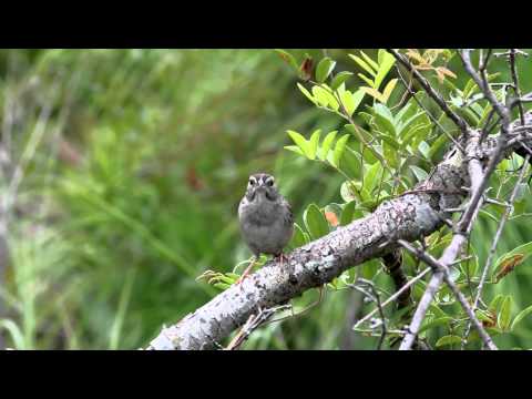 Prairie Video