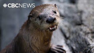 You Otter Meet Lawrence, The 1St Otter Pup Born At This Montreal Zoo In 30 Years