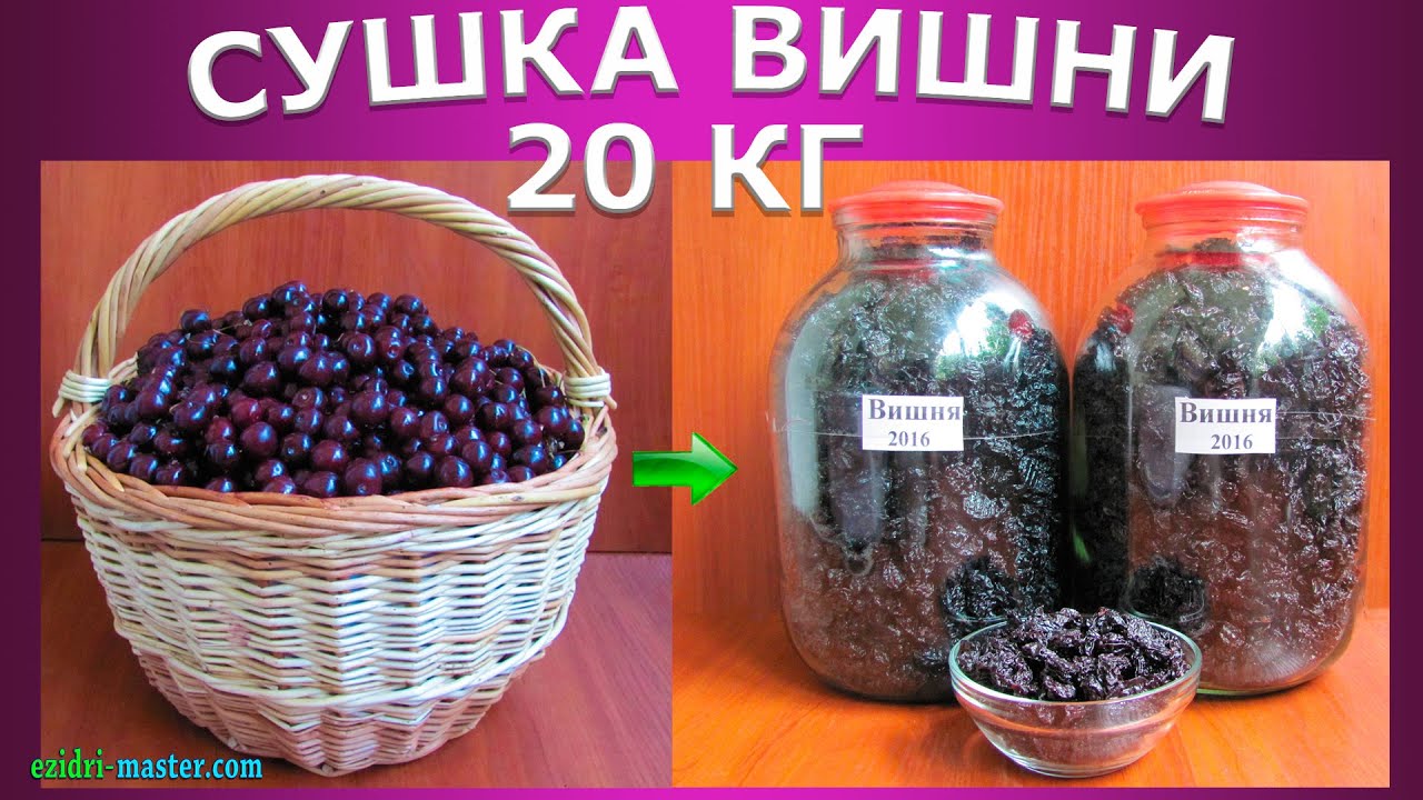 Слива Венгерка Сушка 50 Слива Венгерка Сушка 83