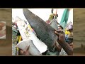 Humans Kill Up to 100 Million Sharks Annually