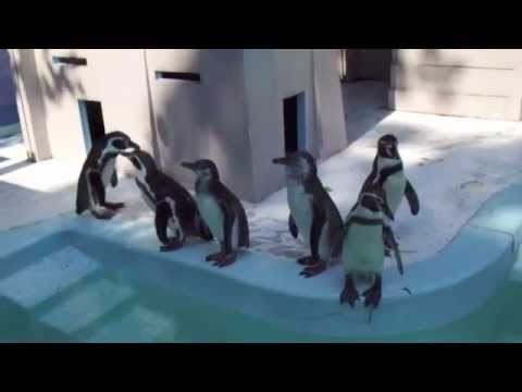 フンボルトペンギン＠野毛山動物園