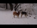 Snow Dogs Play Tag!