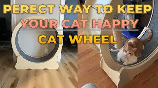 Perfect Way To Keep Your Cat Active Cat Wheel