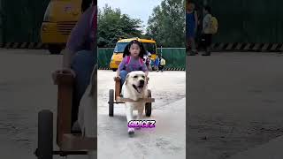 Tomi Abi Işık Hızıyla Eve Koşuyor