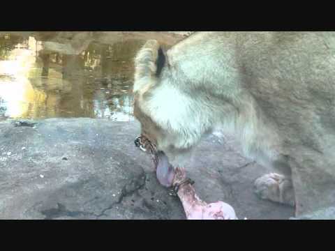 上野動物園インドライオン_おいしい牛骨