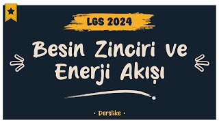 Besin Zinciri ve Enerji Akışı | LGS 2024