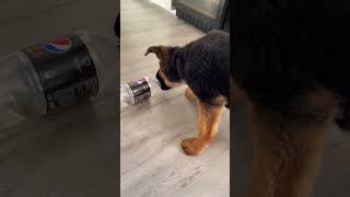 Pup Vs. Bottle - The Cutest Playtime Battle