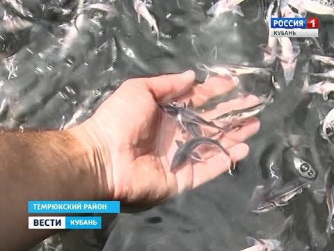 как ловить осетра на кубани как расставлять ловушки осетра возьми кубани