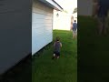 Nicky running in sprinkler
