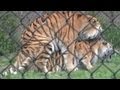 Tigers sex at the zoo
