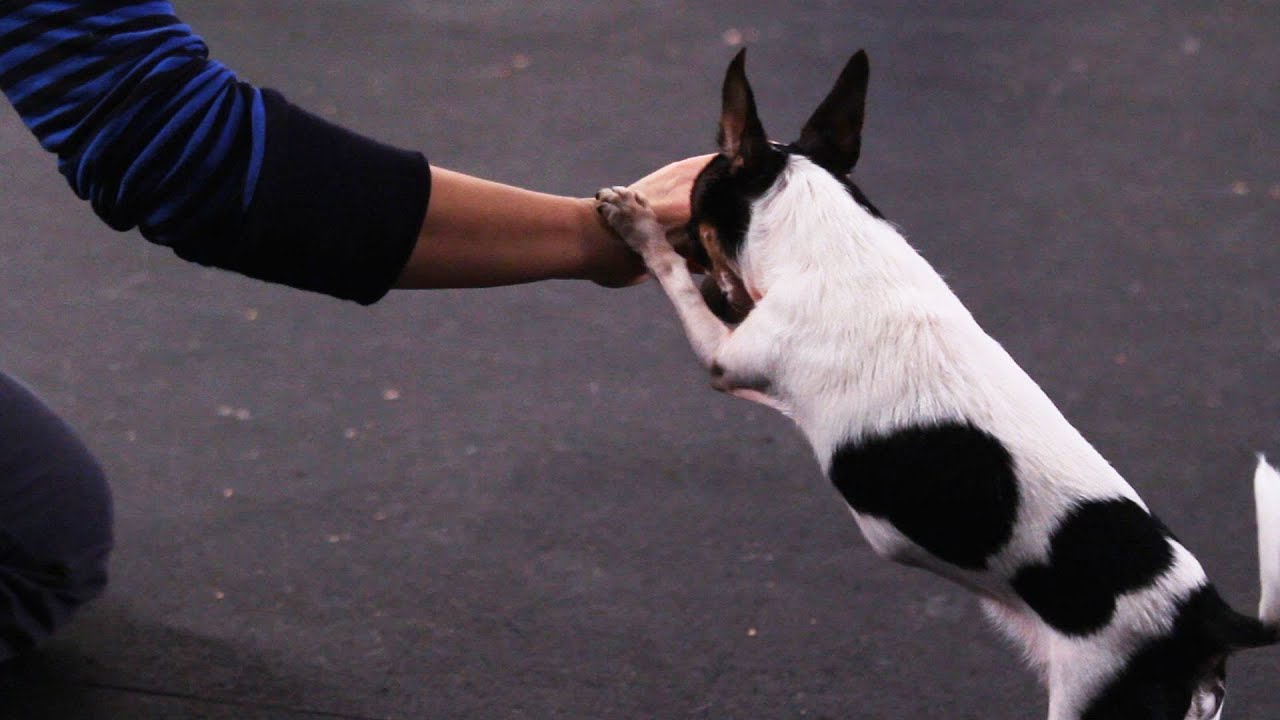 How To Teach a Dog To Roll Over