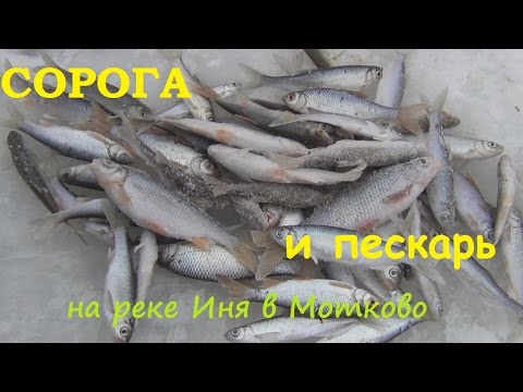 ловля сороги на опарыша ловля сороги на опарыша