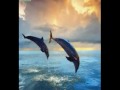 six magics video animal yt:crop=16:9