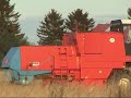 Bizon