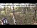 Polowanie na Dziki - Jak to być myśliwym.