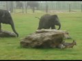 Baby elephants play