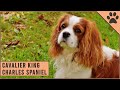 Cavalier King Charles Spaniel - Dog Breed Information