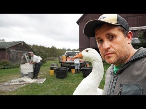 Goose Harvest Goes Wrong